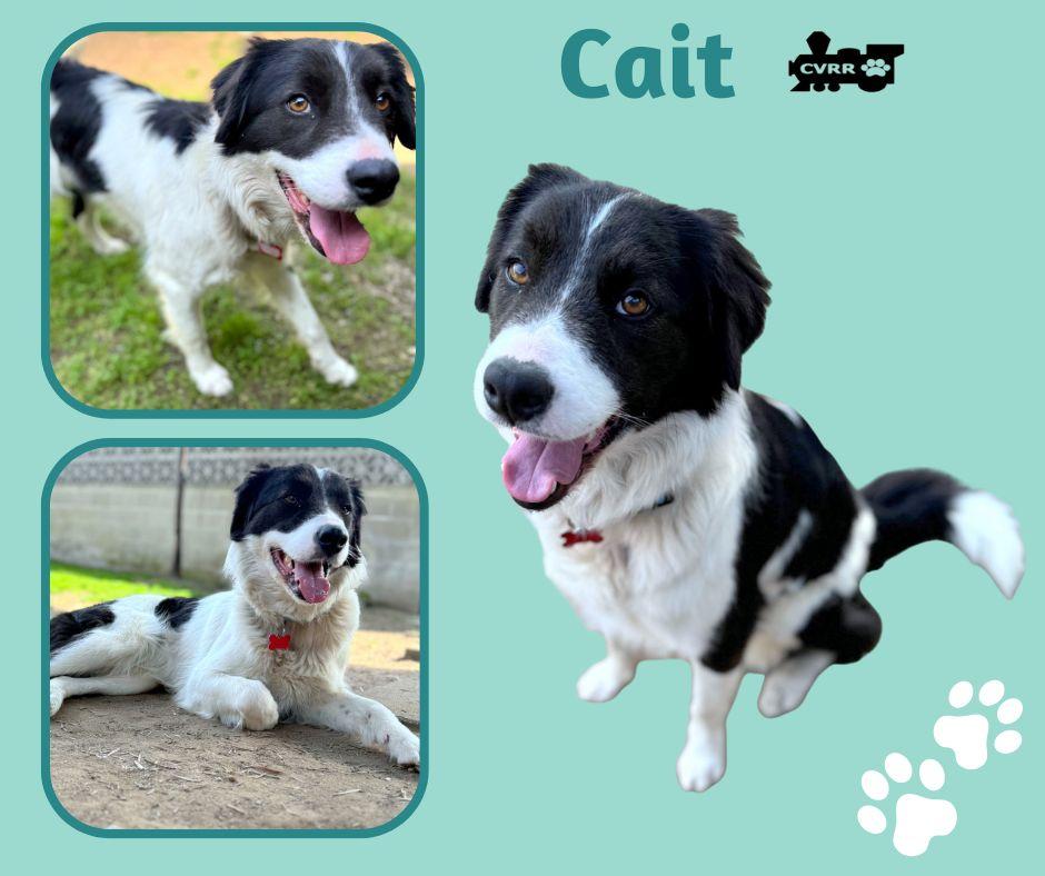 Cait, Adopted, Adult Female Border Collie.
