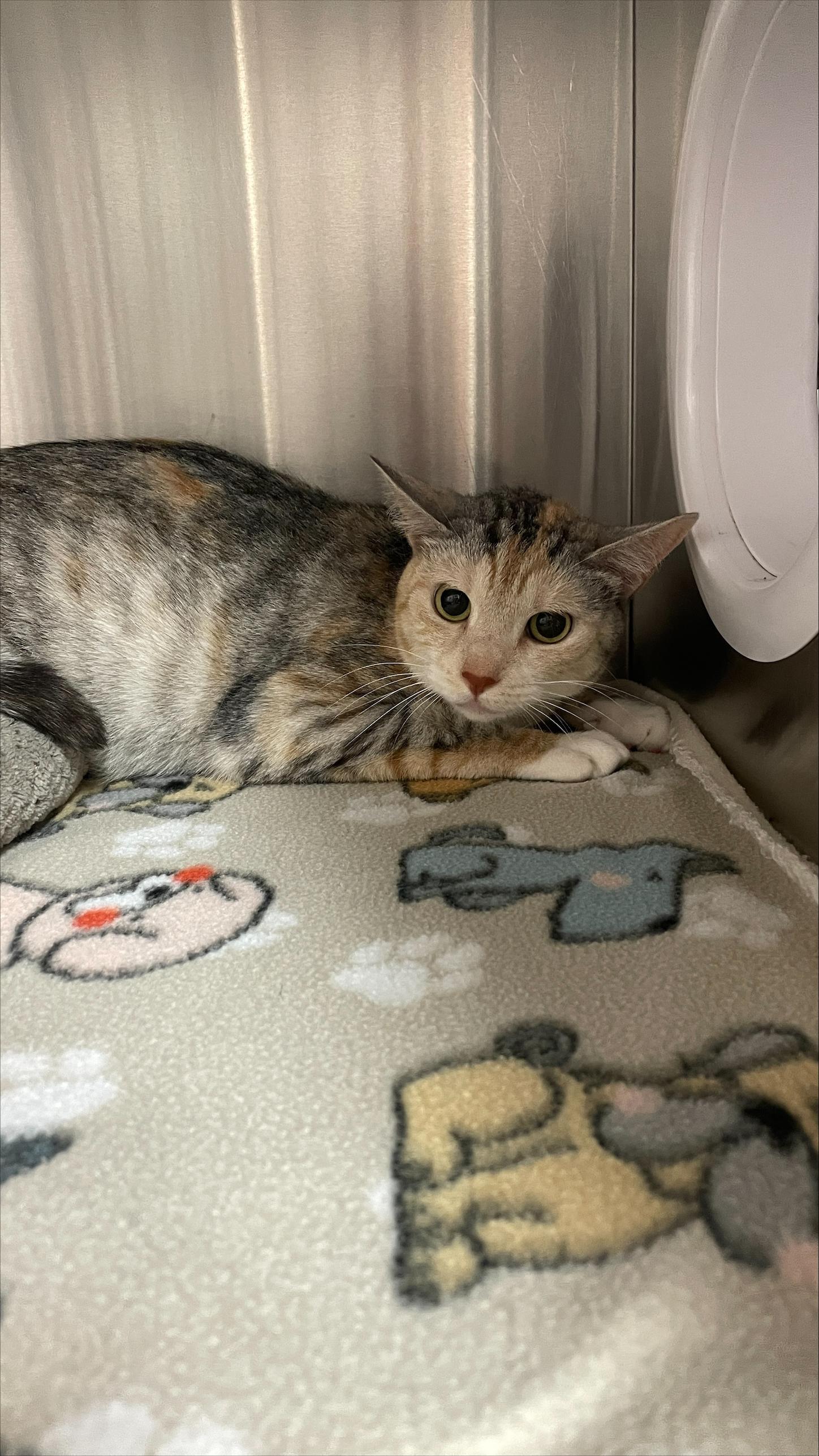 Enlarge Phoebe, a ADOPTABLE Domestic Short Hair in Allen, TX image 1/1