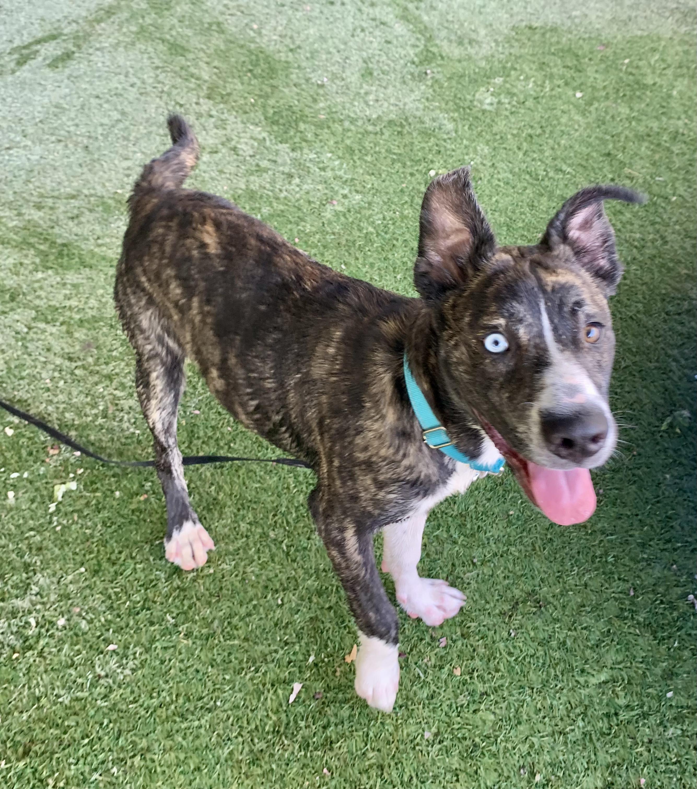 Magnolia, Adopted, Puppy Female Terrier.