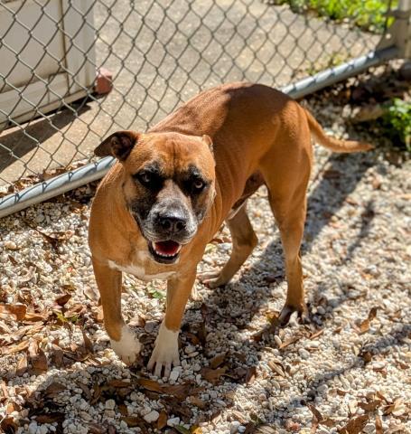 TONY, Adoptable, Adult Male Mixed Breed.