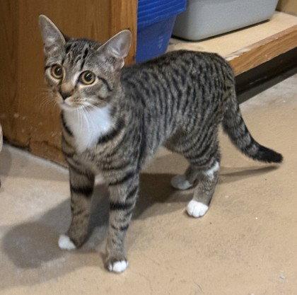 Hathor, Adoptable, Young Female Domestic Short Hair.