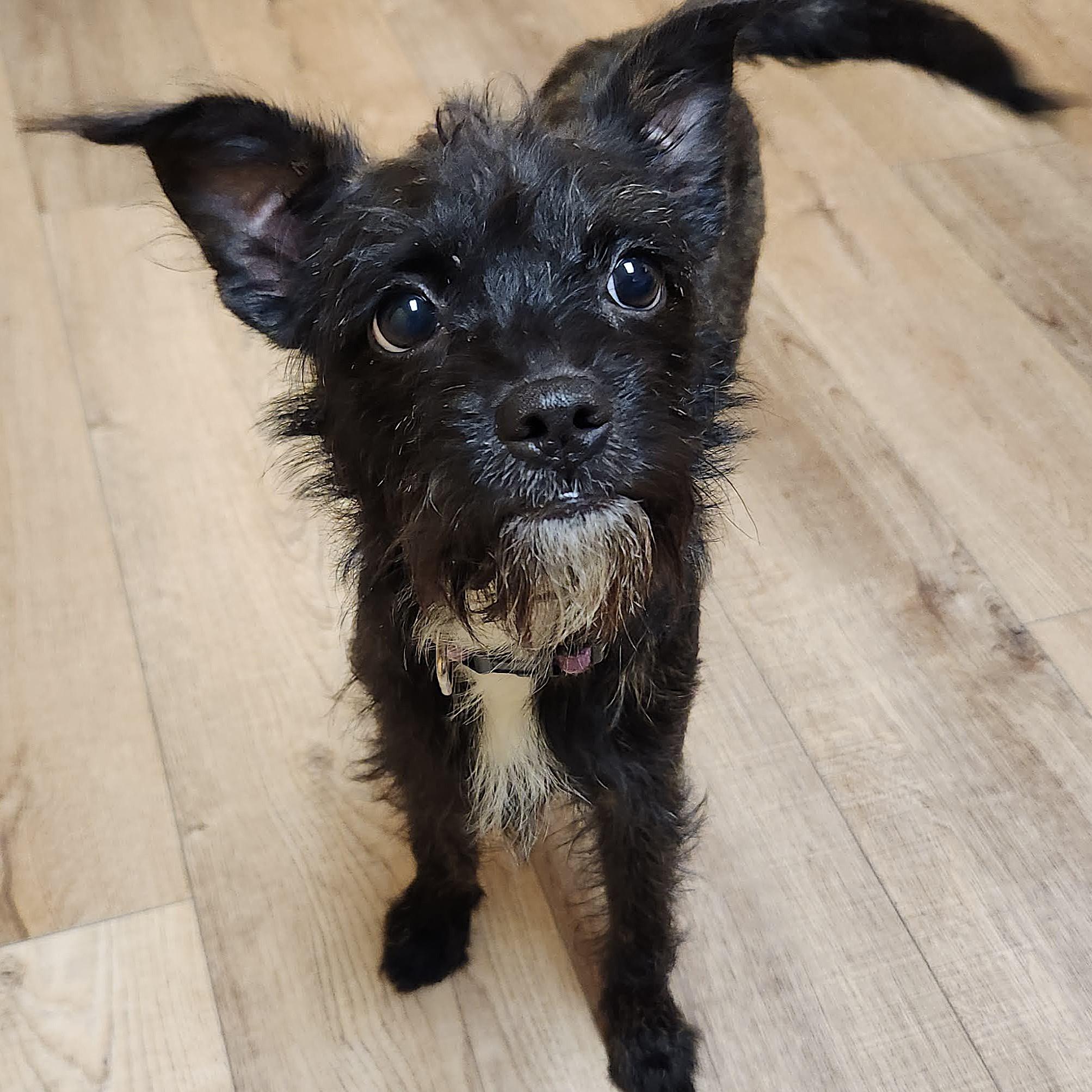 Enlarge Rose, an adopted Terrier in Marshfield, WI image 3/5
