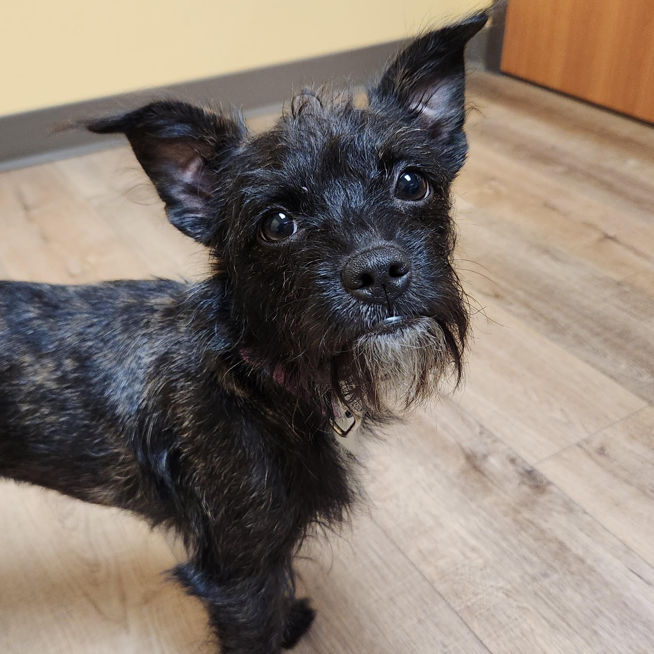 Enlarge Rose, an adopted Terrier in Marshfield, WI image 2/5