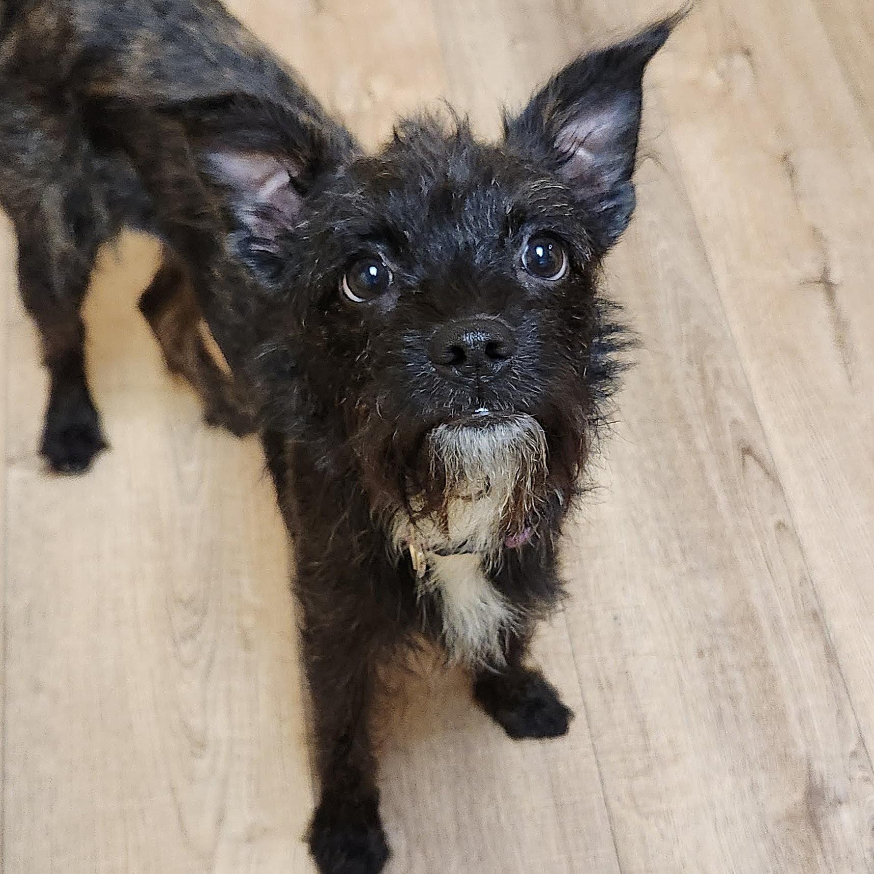 Enlarge Rose, an adopted Terrier in Marshfield, WI image 4/5