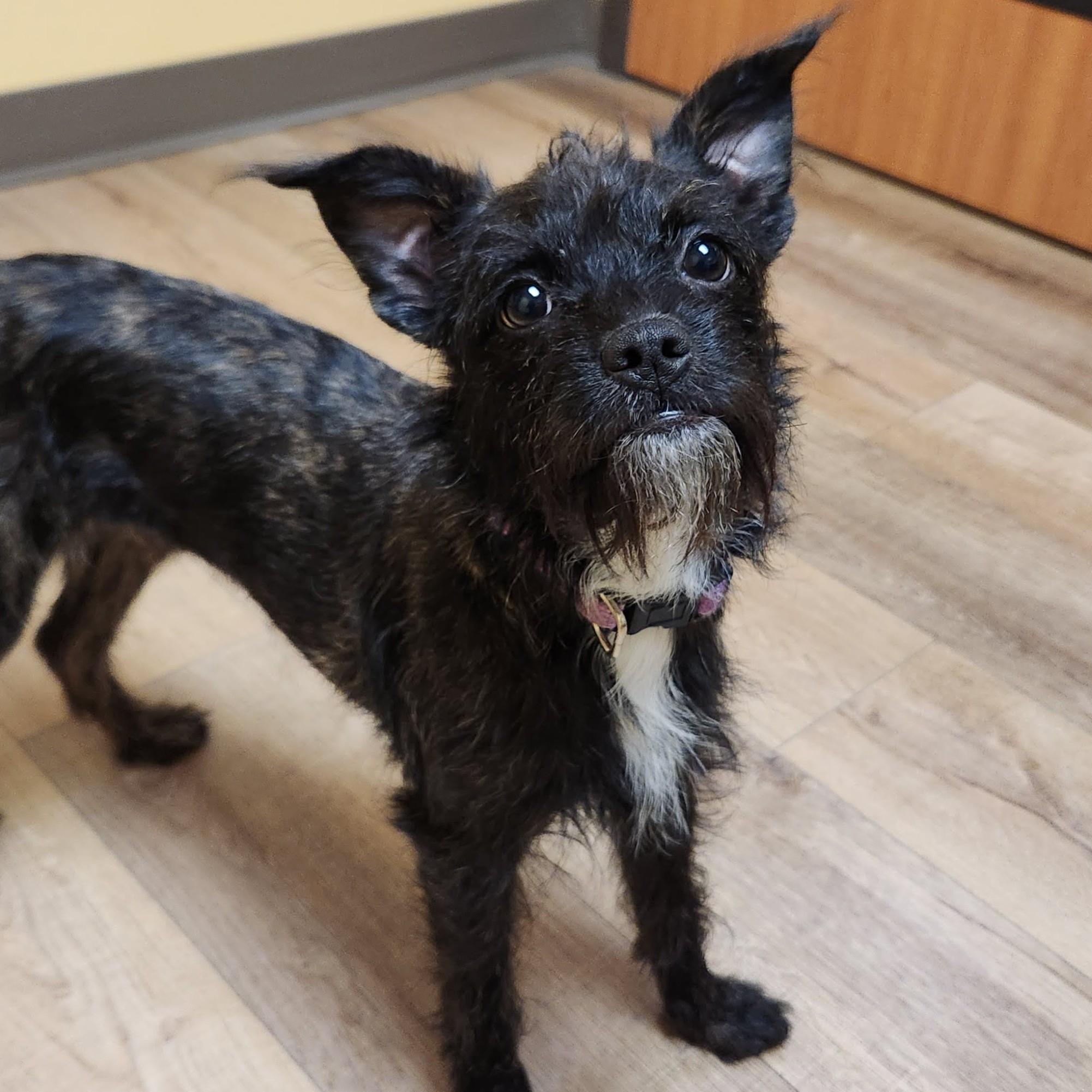 Enlarge Rose, an adopted Terrier in Marshfield, WI image 1/5