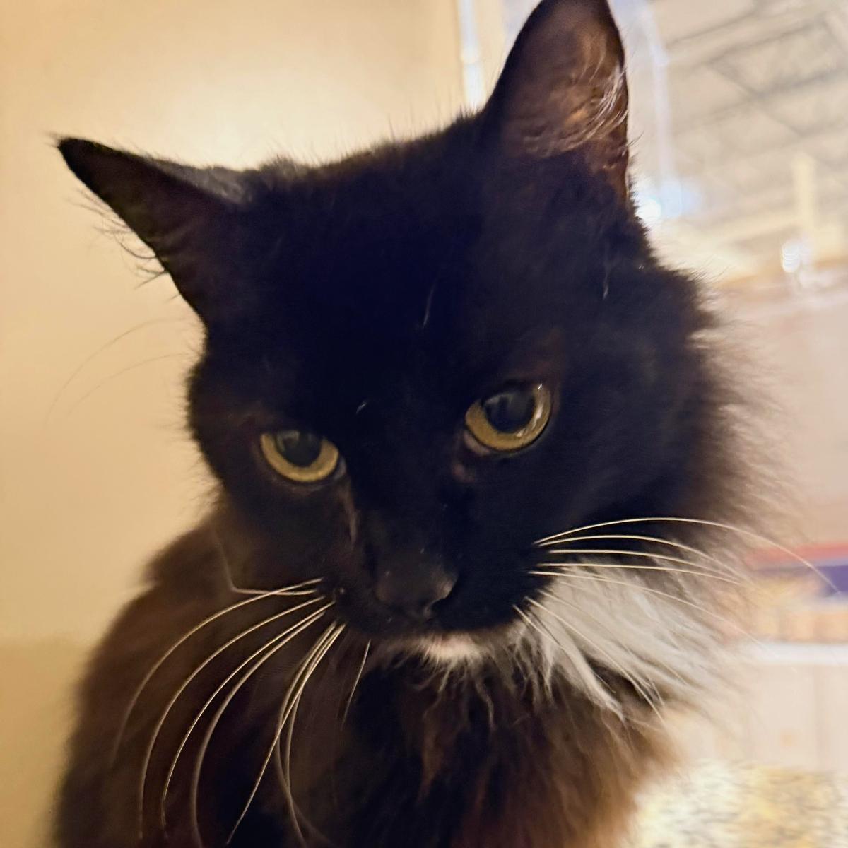 Bootsie (& Casper), a ADOPTABLE Domestic Short Hair in El Segundo, CA image 3/5