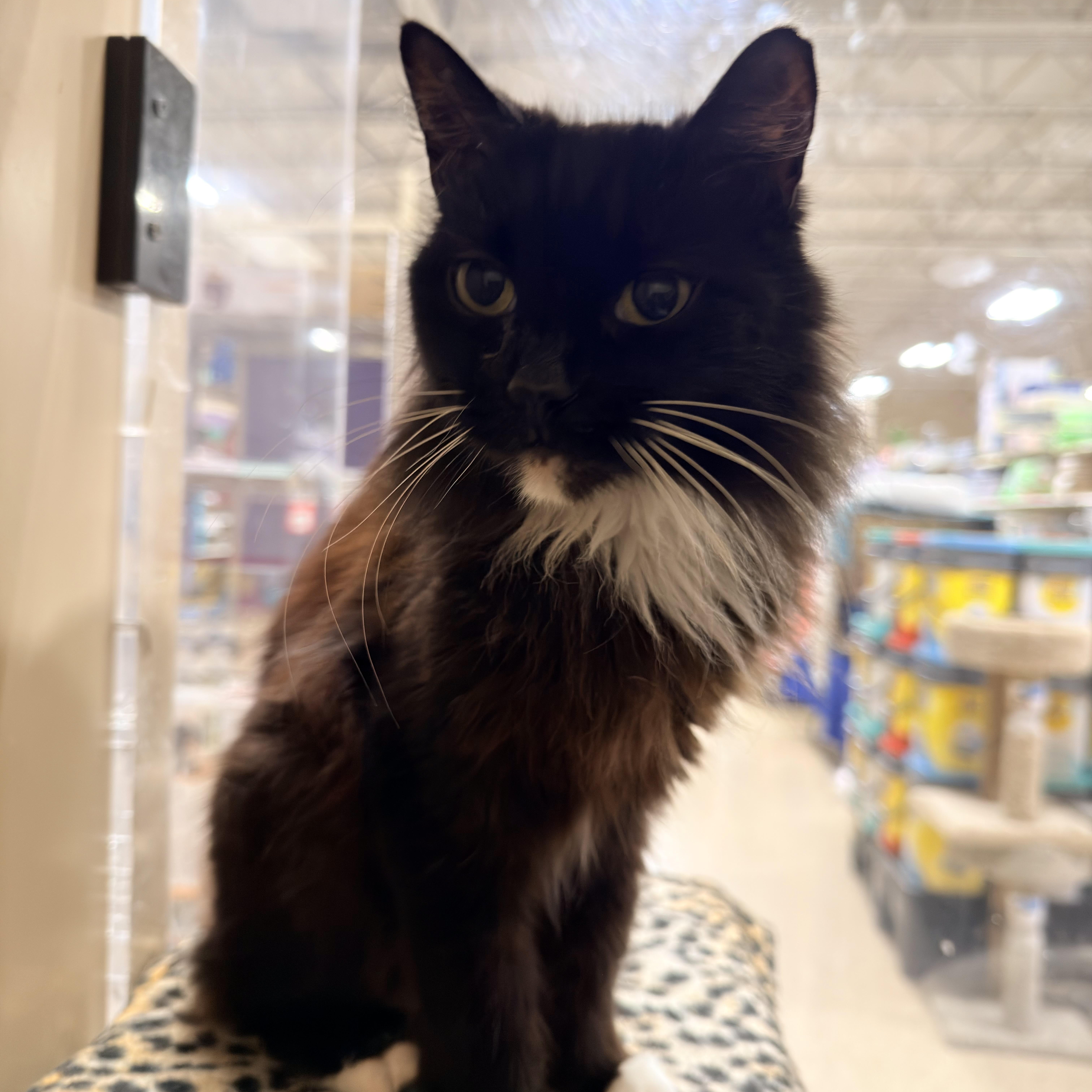Bootsie (Must Go with Casper), ADOPTABLE, Senior Female Domestic Short Hair.