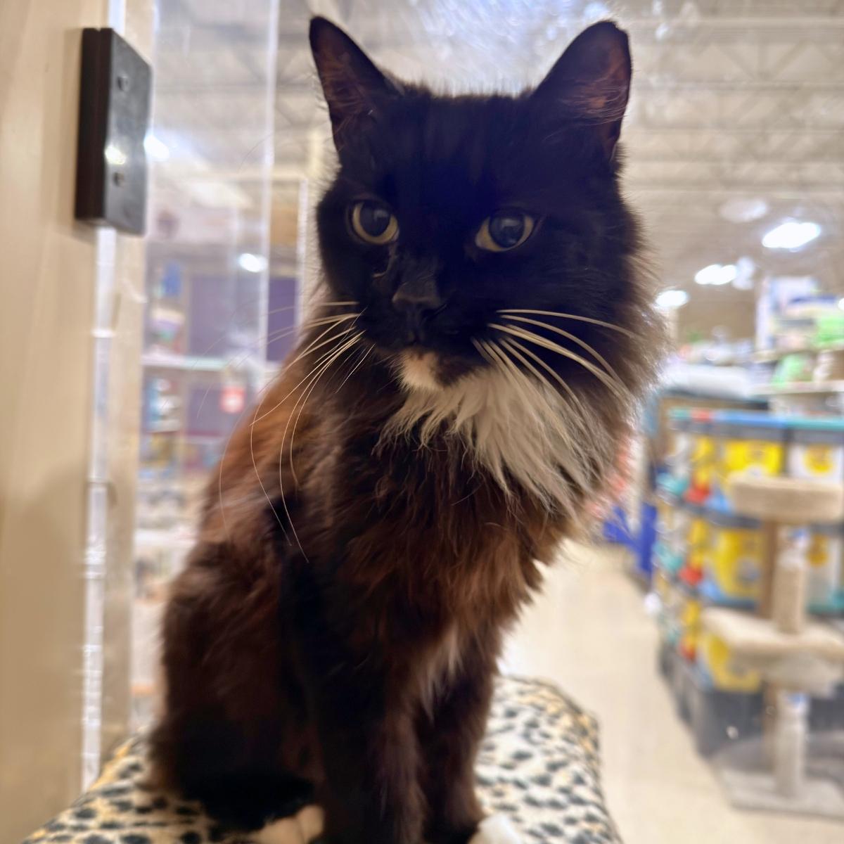 Bootsie (& Casper), a ADOPTABLE Domestic Short Hair in El Segundo, CA image 1/5