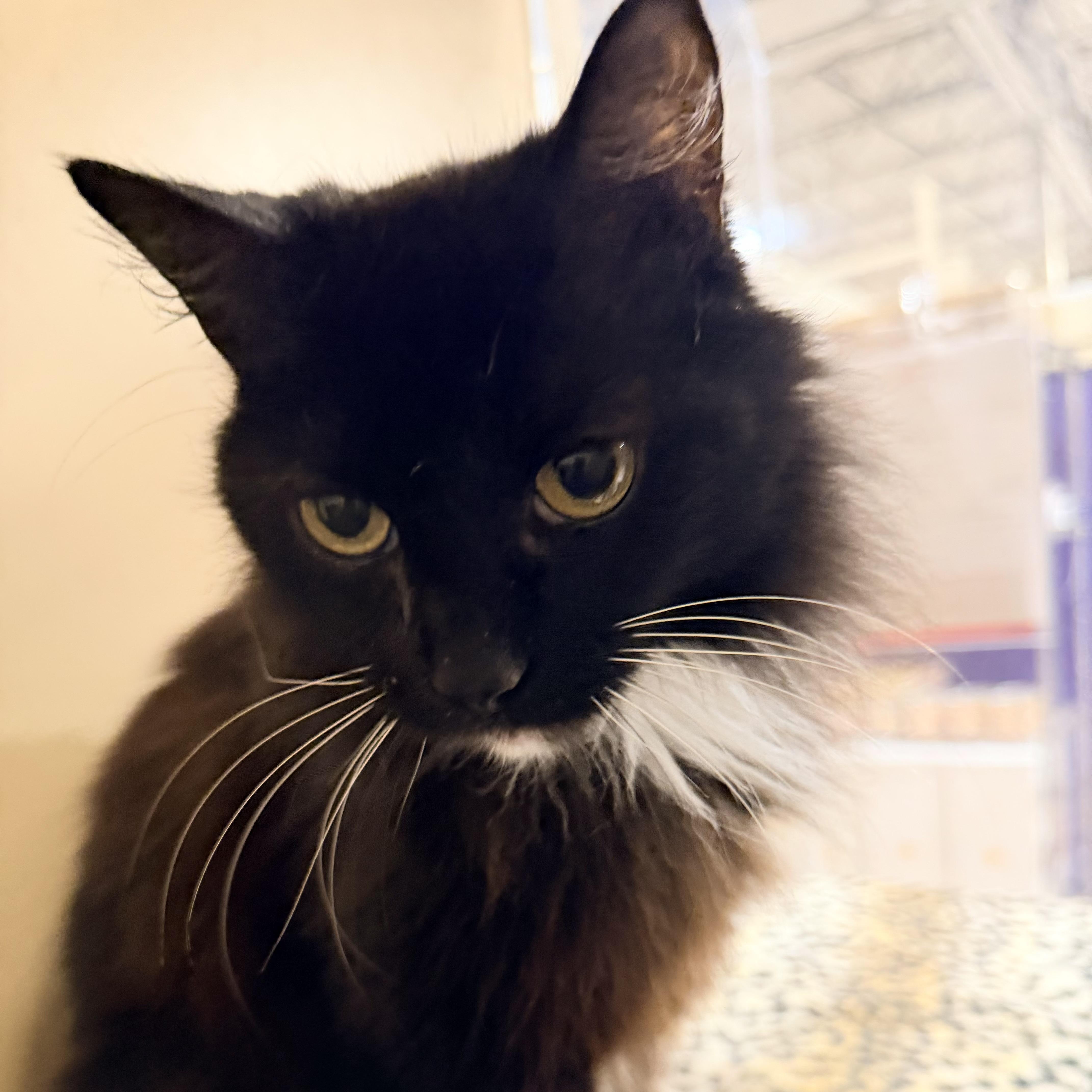 Enlarge Bootsie (Must Go with Casper), a ADOPTABLE Domestic Short Hair in El Segundo, CA image 1/4