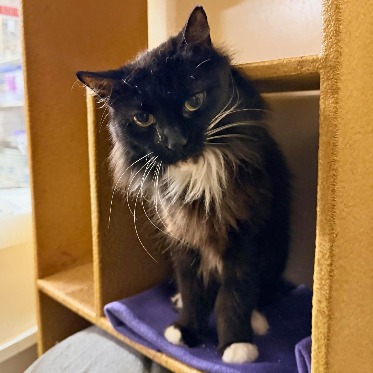 Bootsie (& Casper), a ADOPTABLE Domestic Short Hair in El Segundo, CA image 4/5