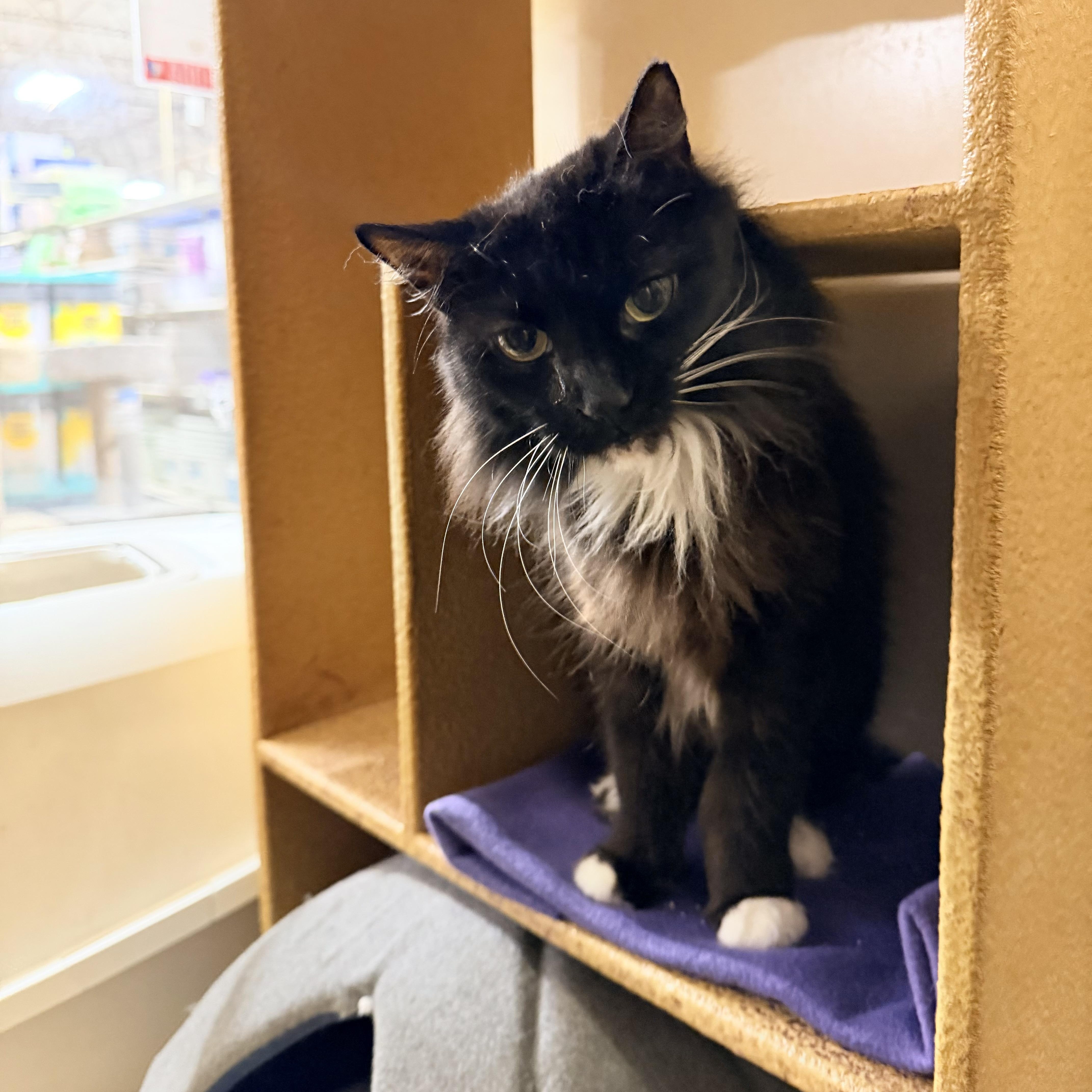 Enlarge Bootsie (Must Go with Casper), a ADOPTABLE Domestic Short Hair in El Segundo, CA image 3/4