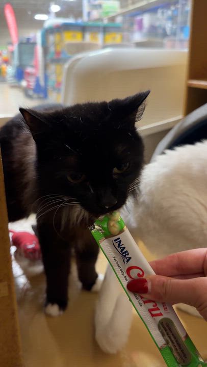 Enlarge Bootsie (Must Go with Casper), a ADOPTABLE Domestic Short Hair in El Segundo, CA video 4/4