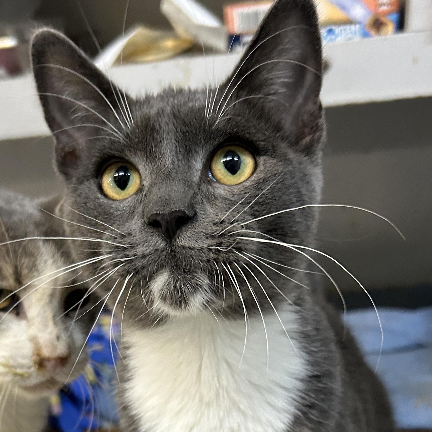 Enlarge Manny, an adopted American Shorthair in Marble Falls, TX image 1/4