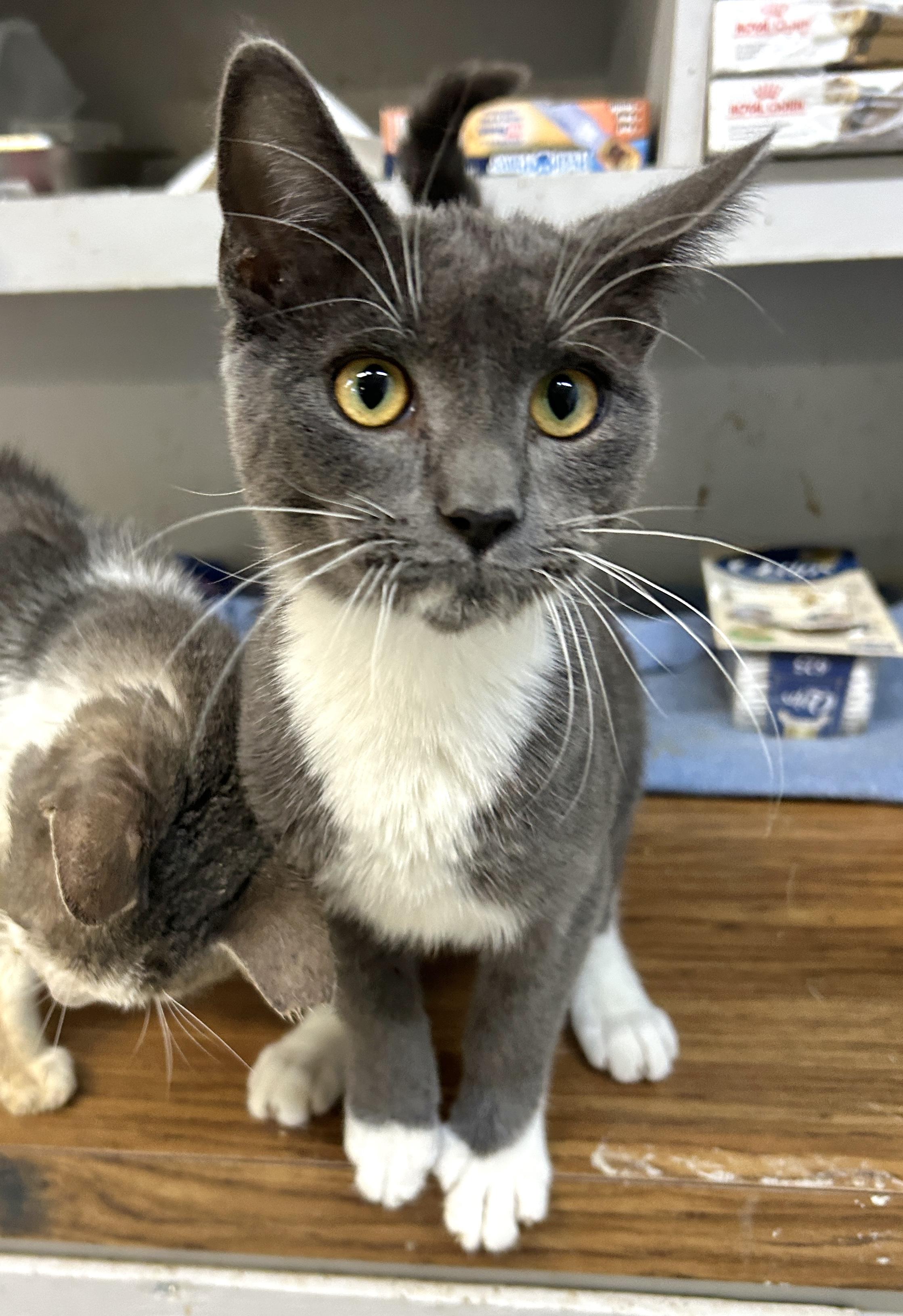 Enlarge Manny, an adopted American Shorthair in Marble Falls, TX image 2/4