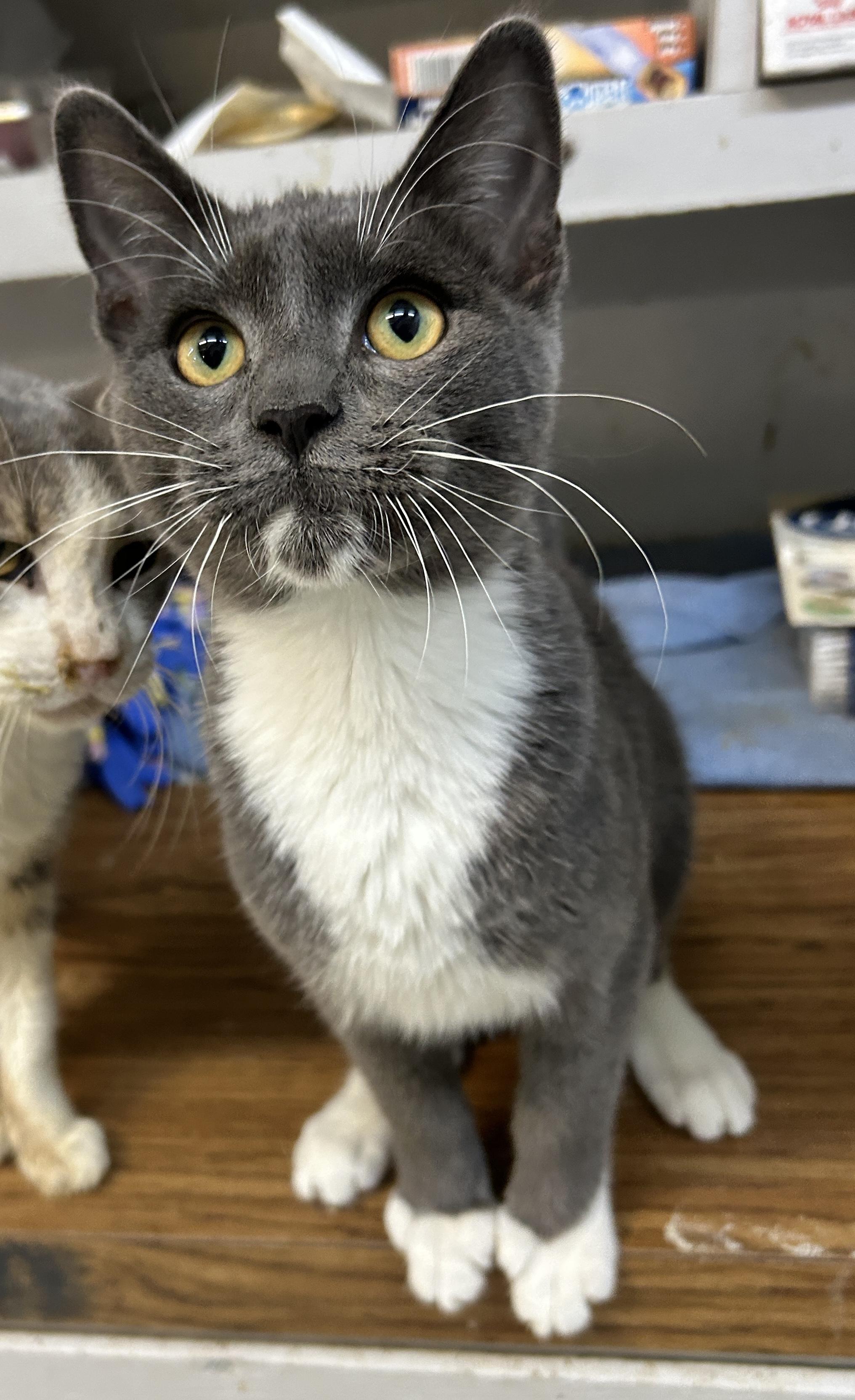 Enlarge Manny, an adopted American Shorthair in Marble Falls, TX image 3/4