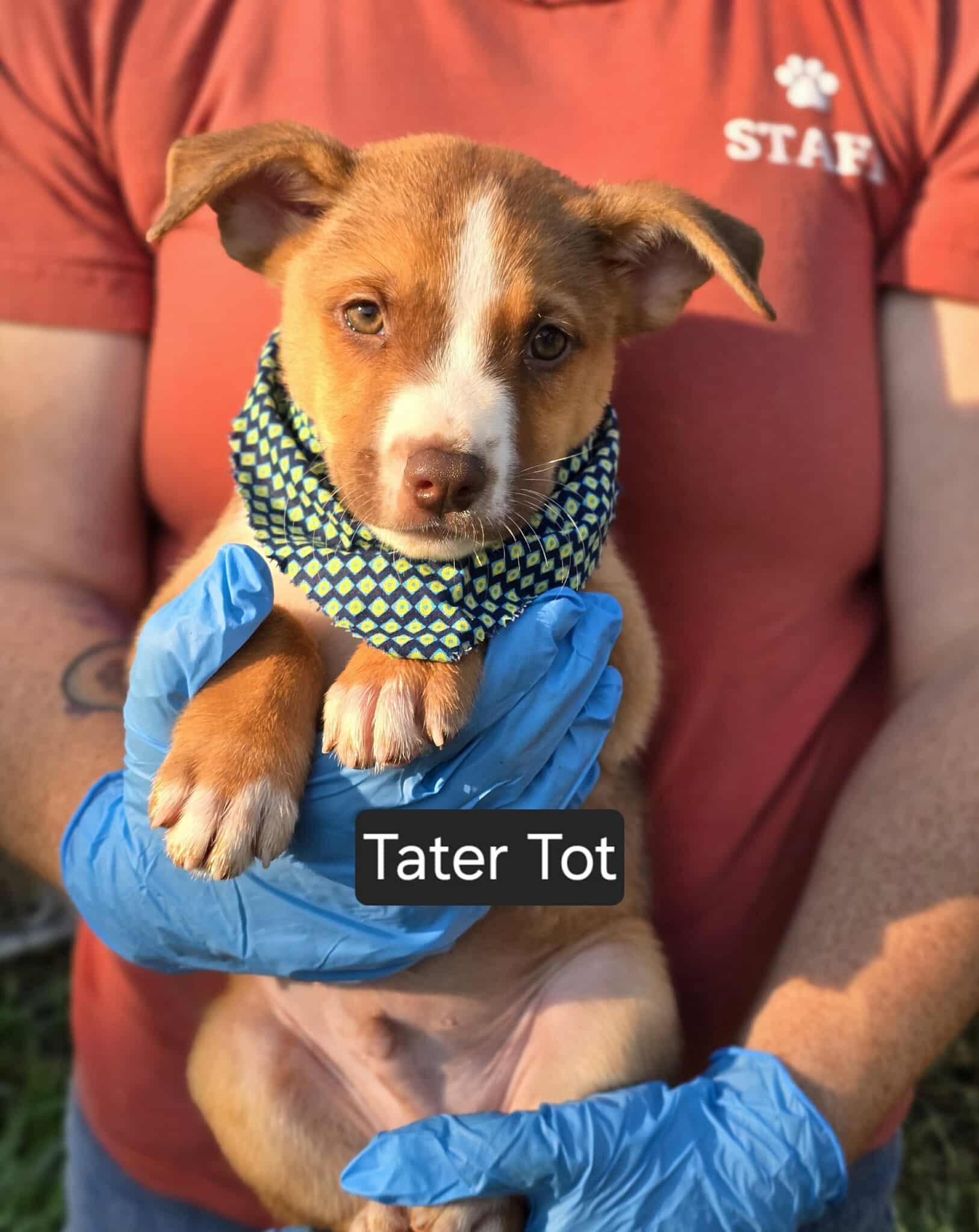 Tater Tot