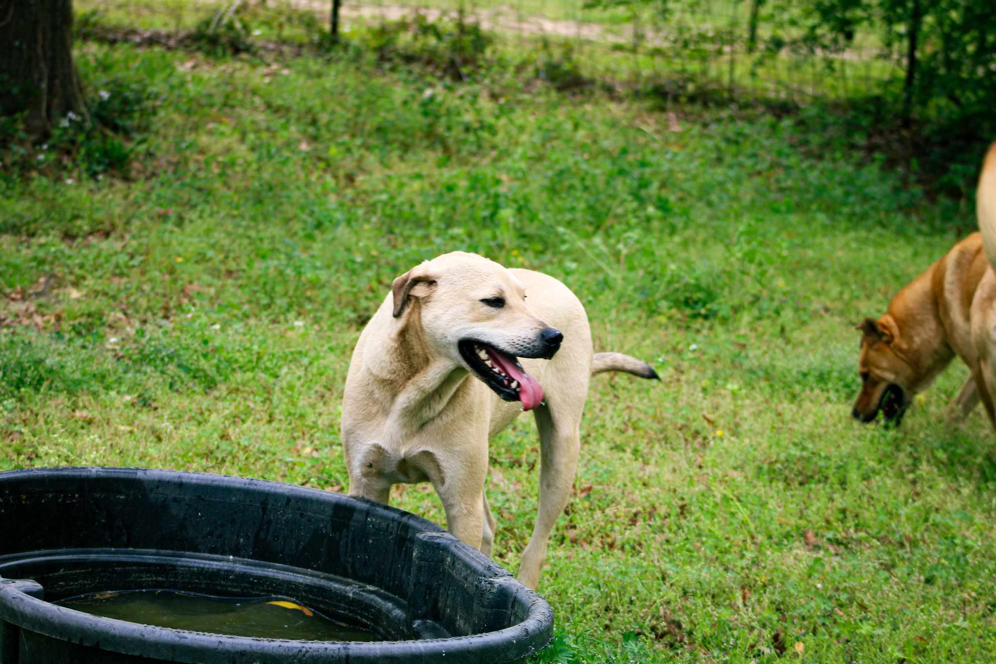Basil, a Adoptable mixed breed in St. George, SC image 1/3