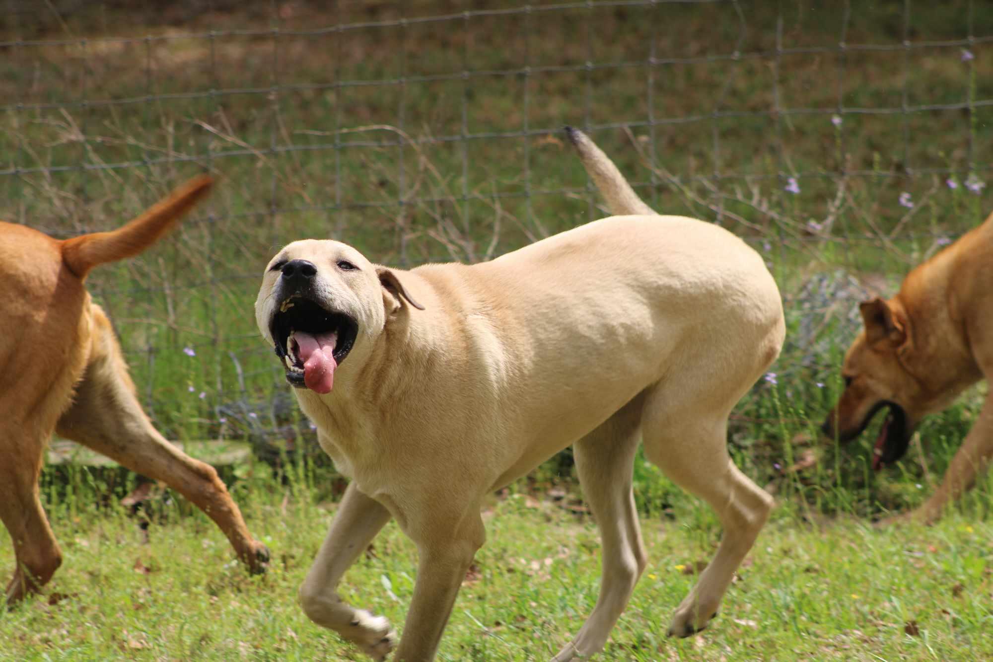 Basil, a Adoptable mixed breed in St. George, SC image 3/3