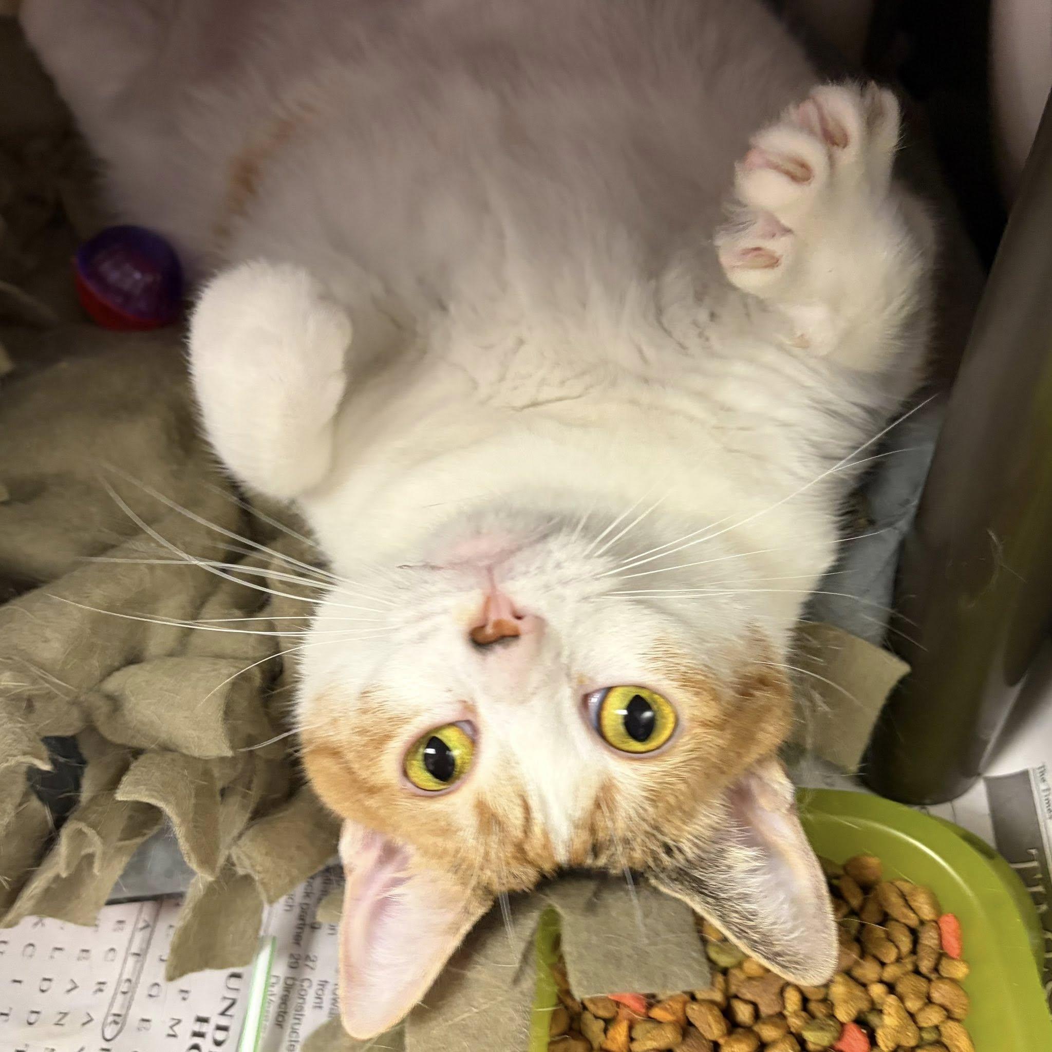 Enlarge Margo, a ADOPTABLE mixed breed in North Myrtle Beach, SC image 2/6