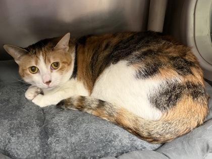 Enlarge Margo, a ADOPTABLE mixed breed in North Myrtle Beach, SC image 5/6