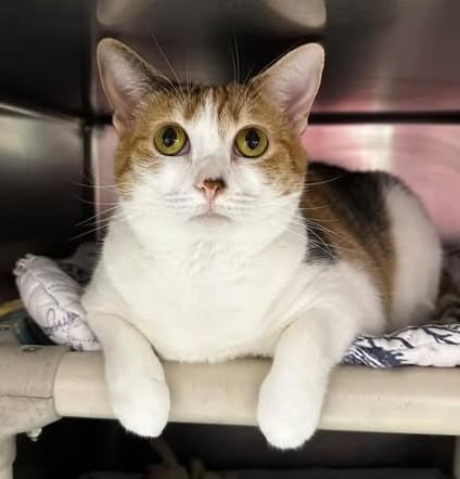 Margo, ADOPTABLE, Adult Female Calico & Domestic Short Hair.