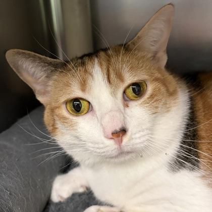 Enlarge Margo, a ADOPTABLE mixed breed in North Myrtle Beach, SC image 4/6