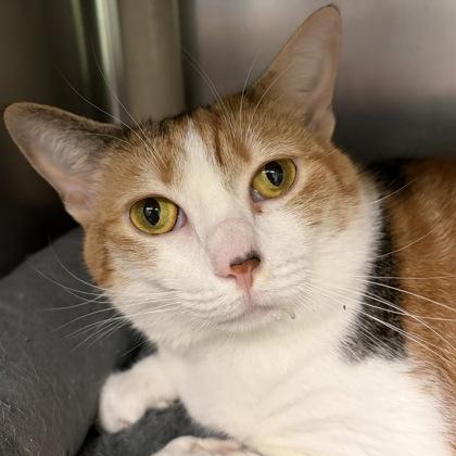 Enlarge Margo, a ADOPTABLE mixed breed in North Myrtle Beach, SC image 6/6