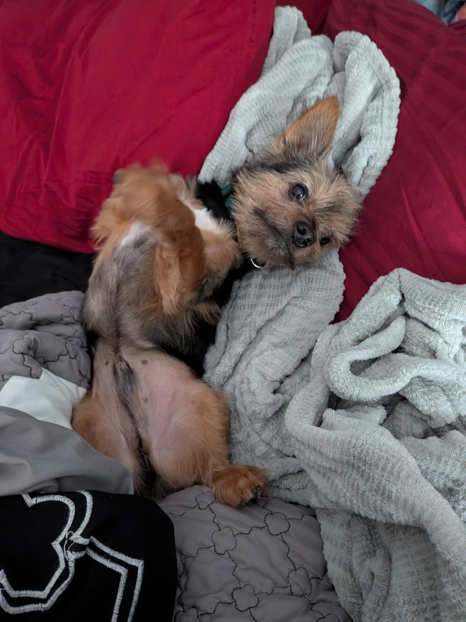 Enlarge Jack, a ADOPTABLE mixed breed in Orlando, FL image 4/5