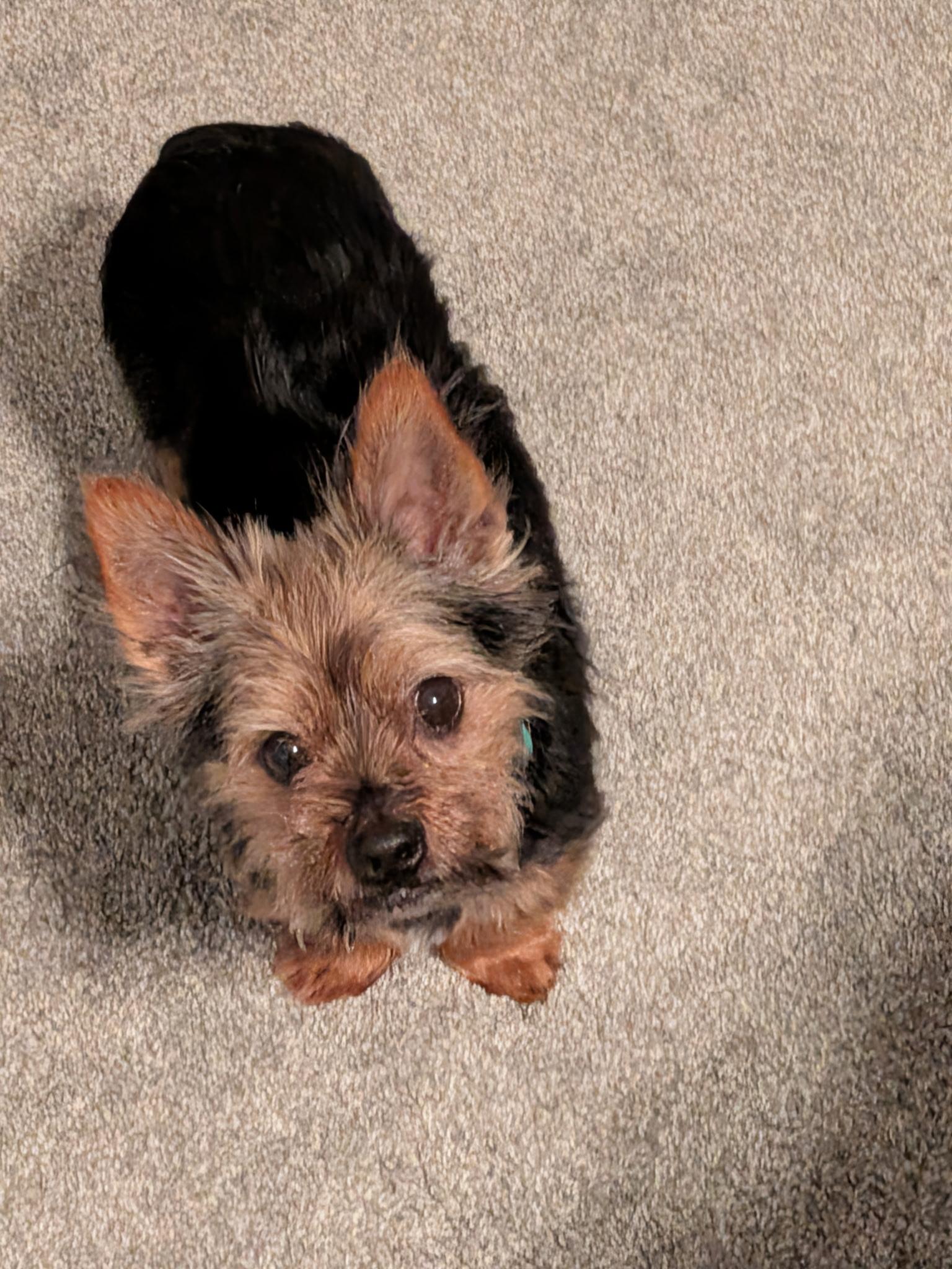 Jack, ADOPTABLE, Adult Male Yorkshire Terrier.