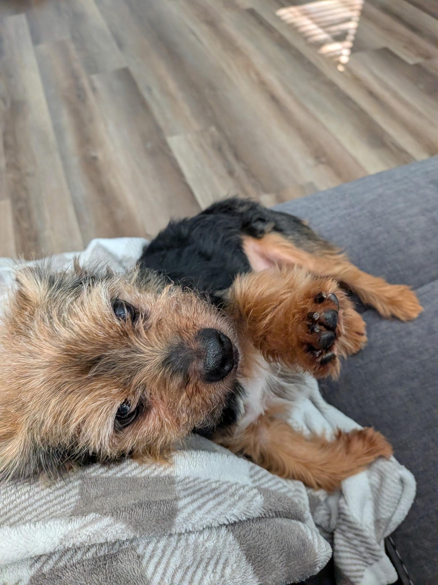 Enlarge Jack, a ADOPTABLE mixed breed in Orlando, FL image 5/5