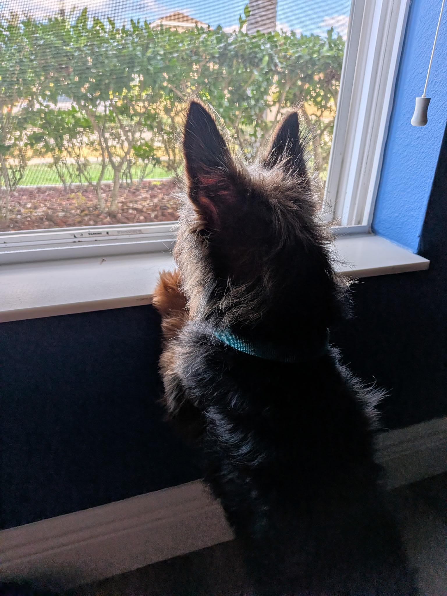 Enlarge Jack, a ADOPTABLE mixed breed in Orlando, FL image 3/5