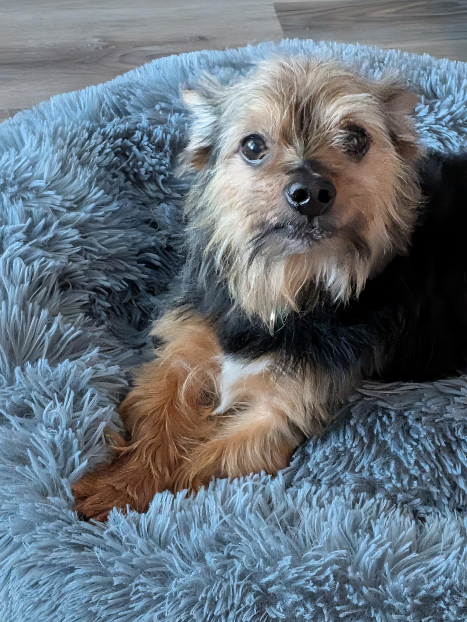 Enlarge Jack, a ADOPTABLE mixed breed in Orlando, FL image 2/5