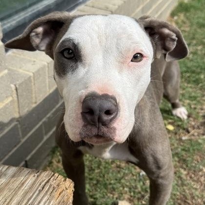 Enlarge Serena, a ADOPTABLE mixed breed in The Colony, TX image 1/6