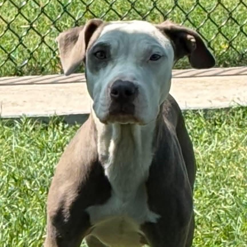 Enlarge Serena, a ADOPTABLE mixed breed in The Colony, TX image 5/6