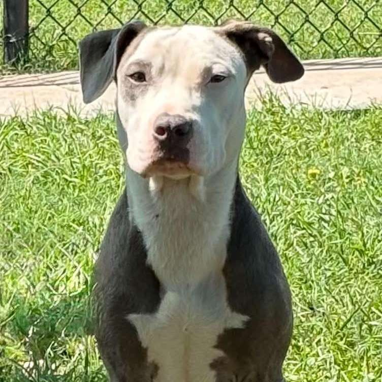 Enlarge Serena, a ADOPTABLE mixed breed in The Colony, TX image 3/6