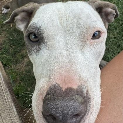 Enlarge Serena, a ADOPTABLE mixed breed in The Colony, TX image 4/6