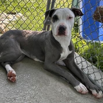 Serena, a ADOPTABLE mixed breed in The Colony, TX image 5/6