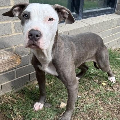 Enlarge Serena, a ADOPTABLE mixed breed in The Colony, TX image 6/6