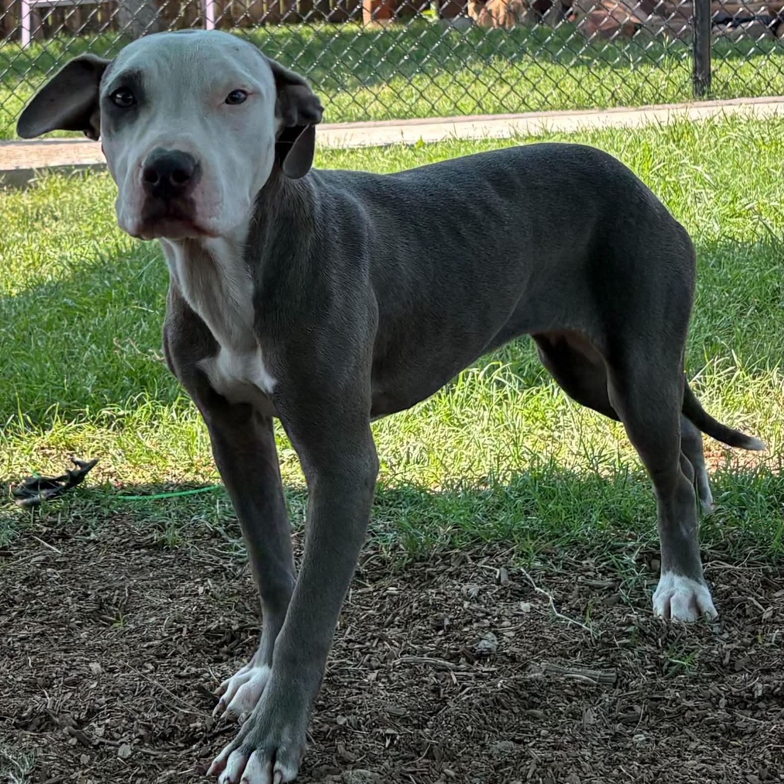 Enlarge Serena, a ADOPTABLE mixed breed in The Colony, TX image 2/6