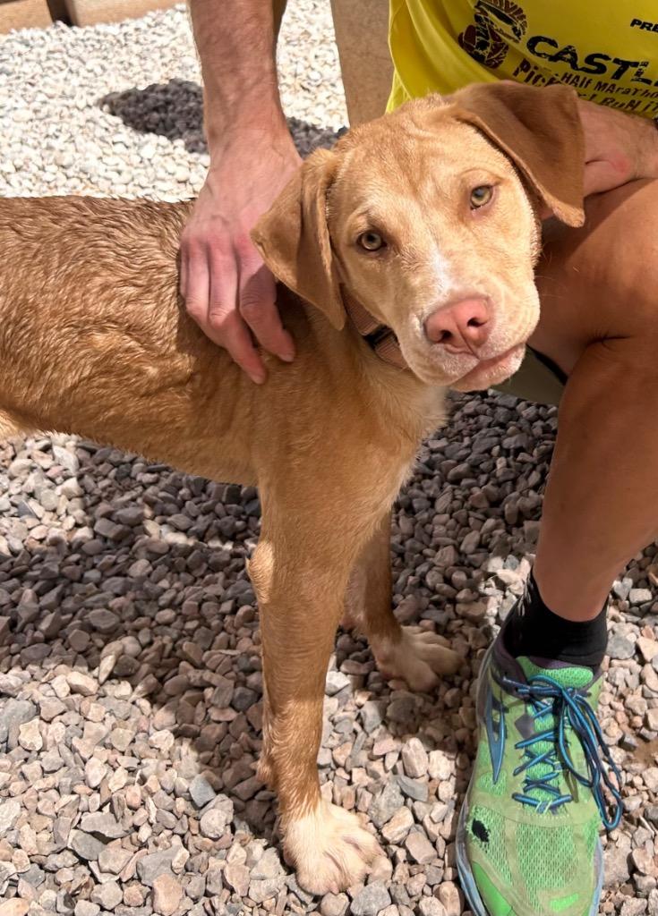 Enlarge Lilo, a Adoptable mixed breed in Cottonwood, AZ image 2/3