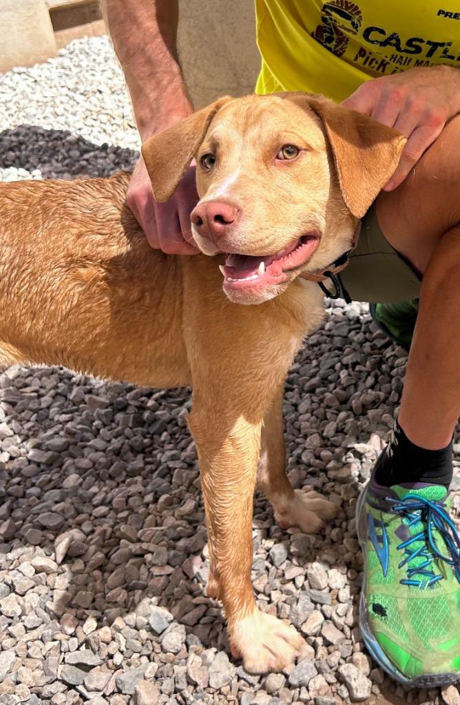 Enlarge Lilo, a Adoptable mixed breed in Cottonwood, AZ image 3/3