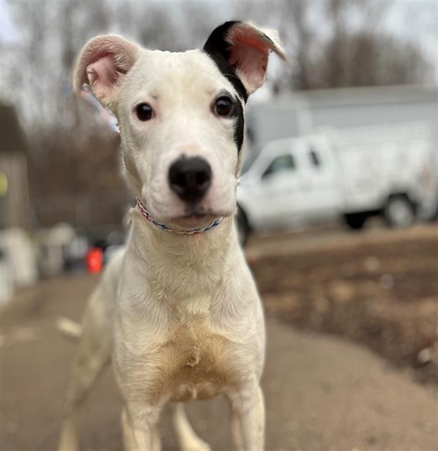 KARNER BLUE — thumbnail 2