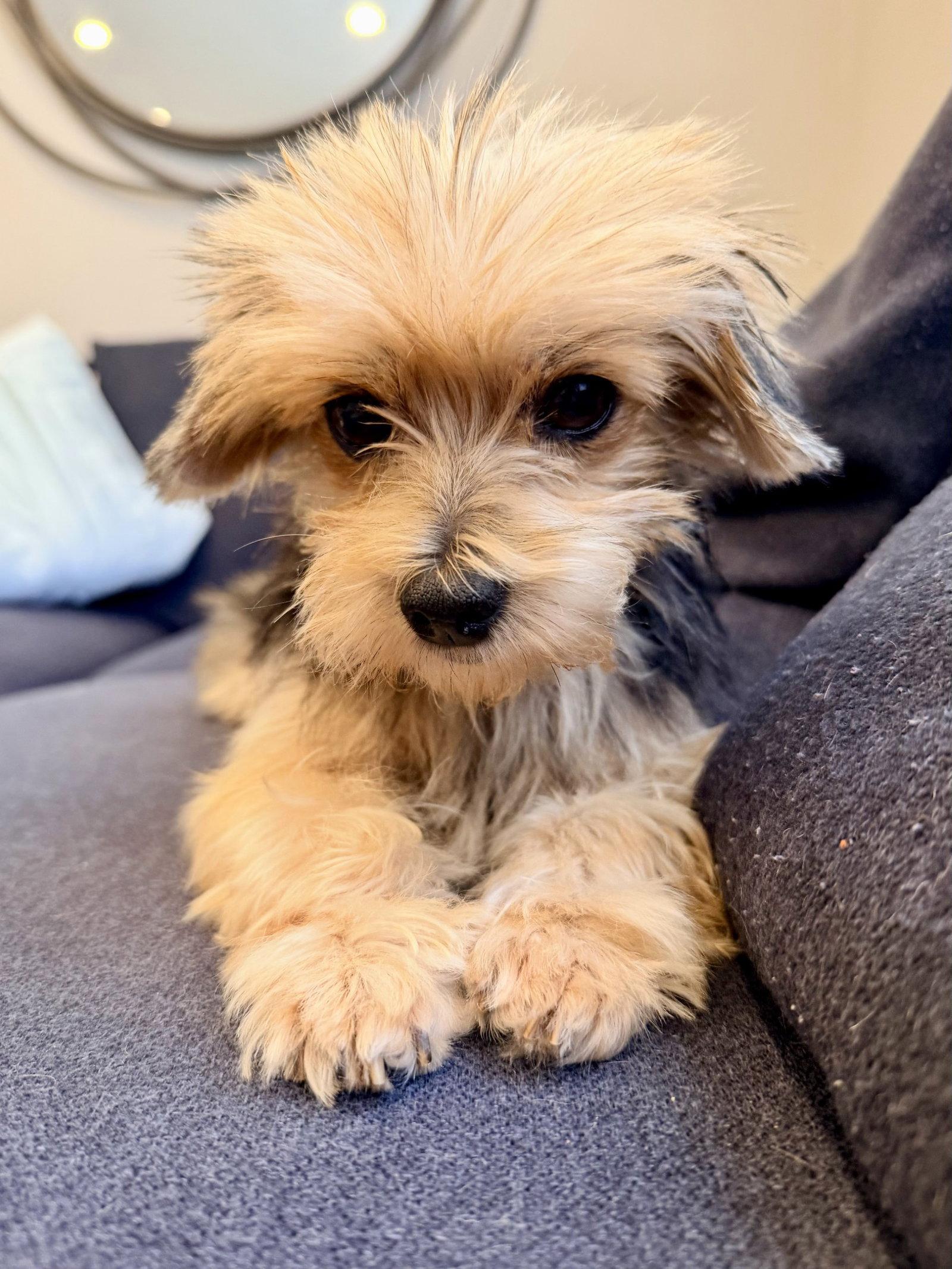 Gigi the Senior!, Adopted, Senior Female Yorkshire Terrier.