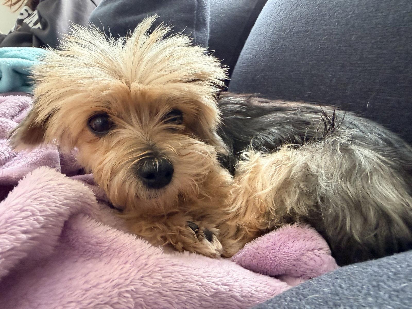Enlarge Gigi the Senior!, a Adopted Yorkshire Terrier in Burlingame, CA image 2/3