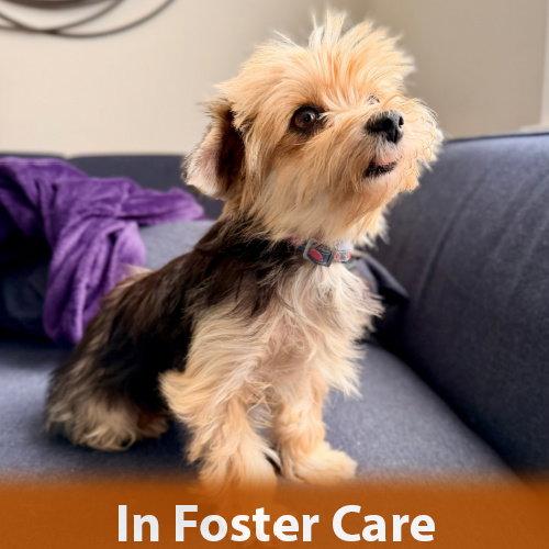 Enlarge Gigi the Senior!, a Adopted Yorkshire Terrier in Burlingame, CA image 3/3