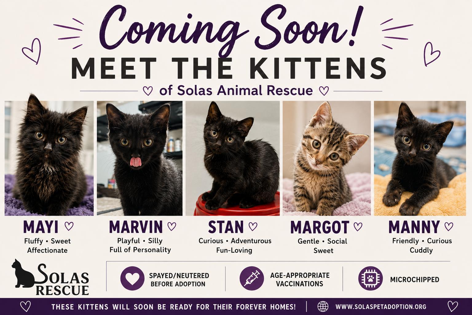 Enlarge The "M" Kitten crew, a Adoptable Domestic Short Hair in Council Bluffs, IA image 1/1
