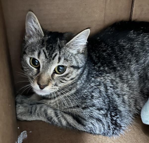 Jitterbug, Adoptable, Young Female Domestic Short Hair.