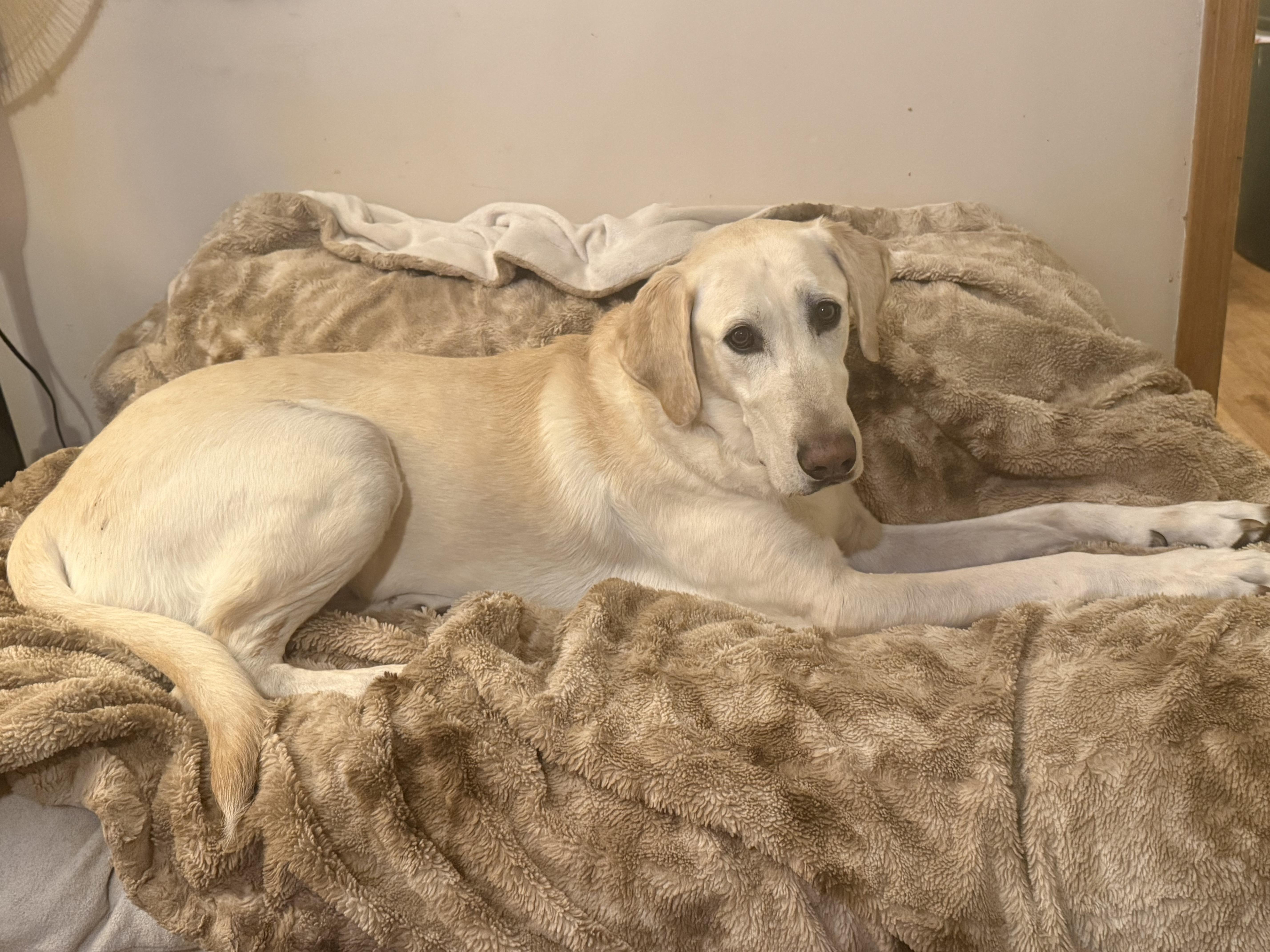 Enlarge Hunter, an adopted Yellow Labrador Retriever in Willington, CT image 5/6