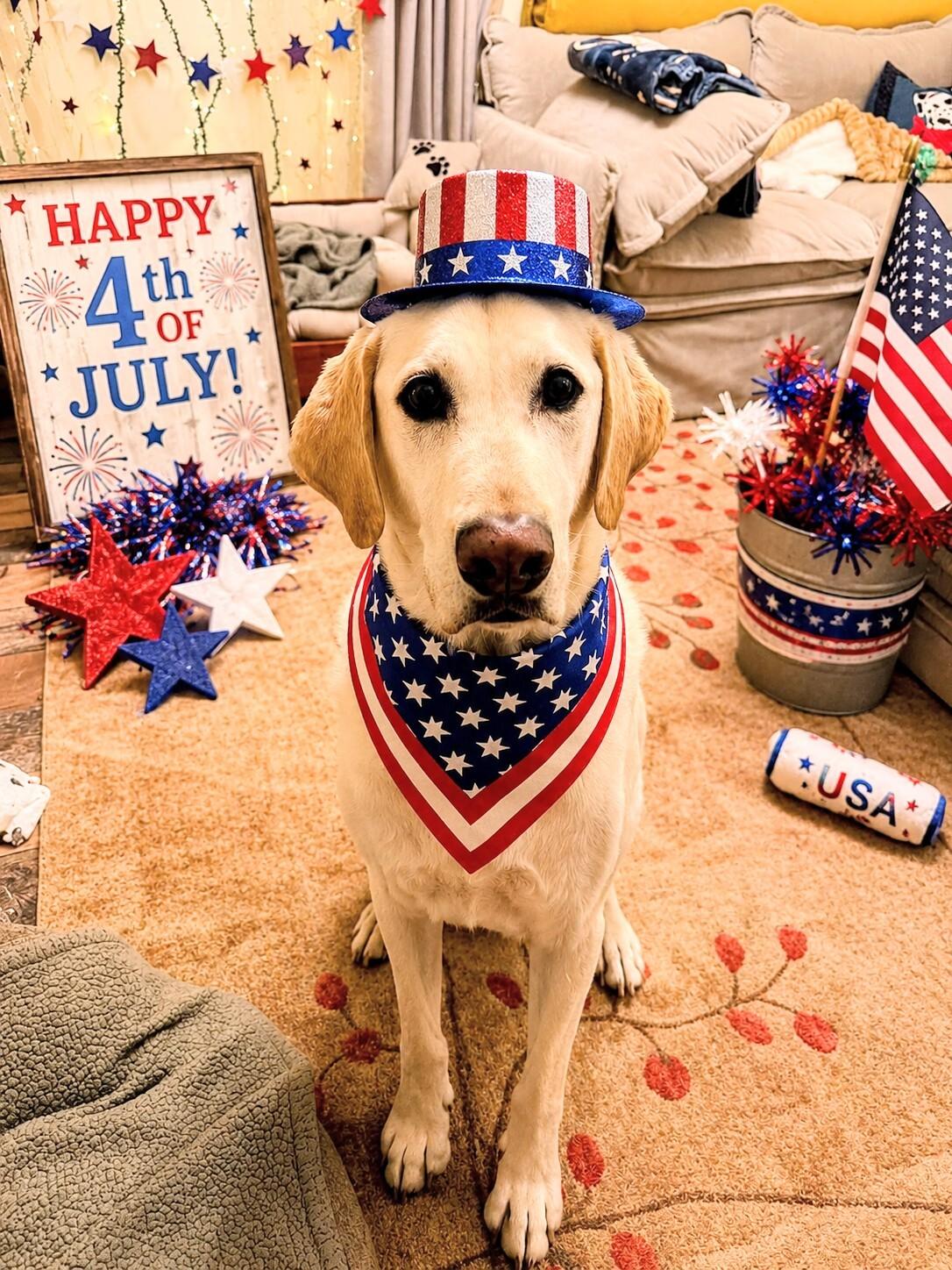 Enlarge Hunter, an adopted Yellow Labrador Retriever in Willington, CT image 2/6