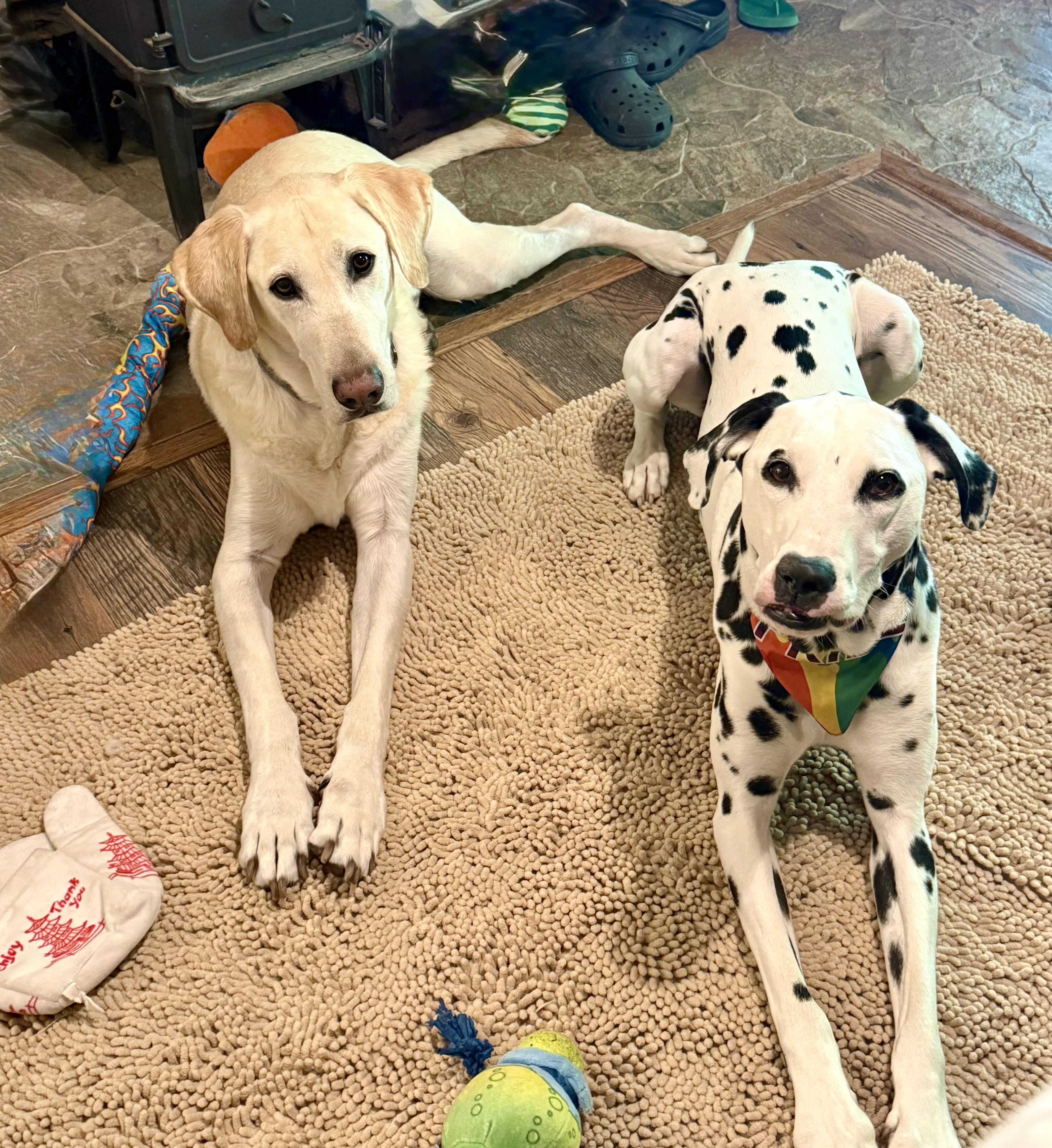 Enlarge Hunter, an adopted Yellow Labrador Retriever in Willington, CT image 4/6